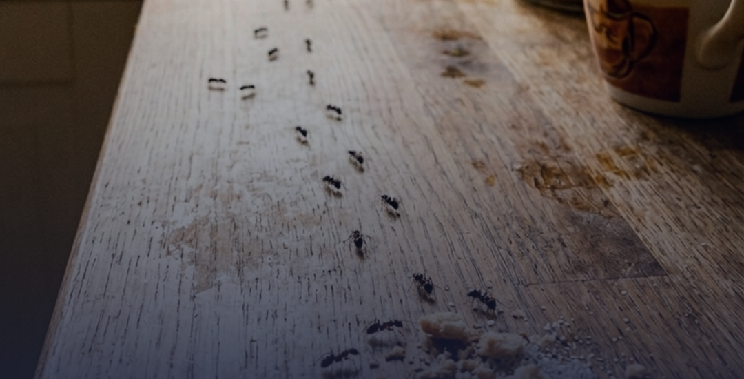 Alles over mieren bestrijden: tips voor in huis en tuin