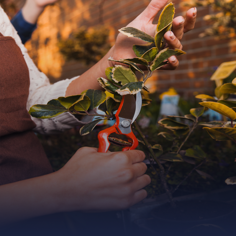 Voorjaarssnoei Gids: zo pak je het stap voor stap aan!