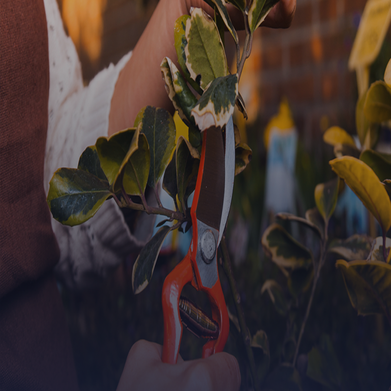 Voorjaarssnoei Gids: zo pak je het stap voor stap aan!